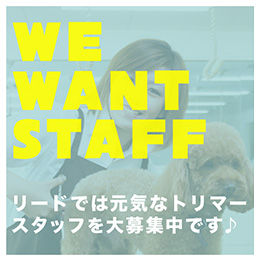 WE WANT STAFF